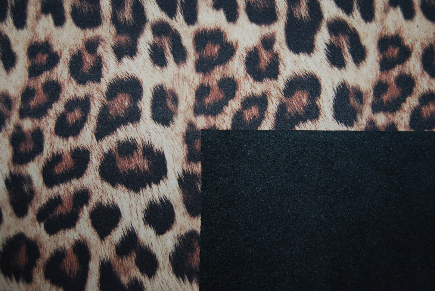 Softshell leopard
