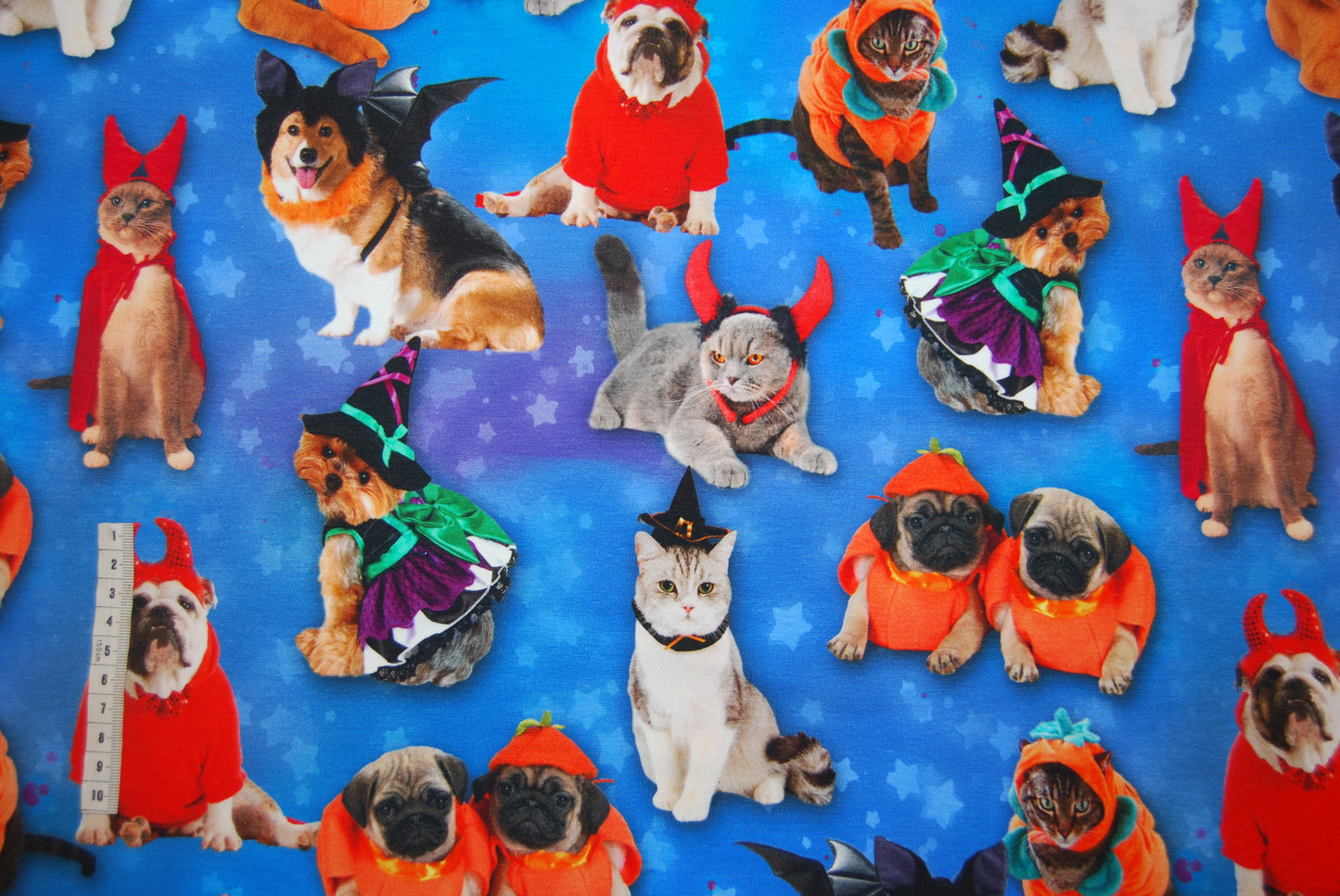 Halloween Cats & Dogs digitalt tryck